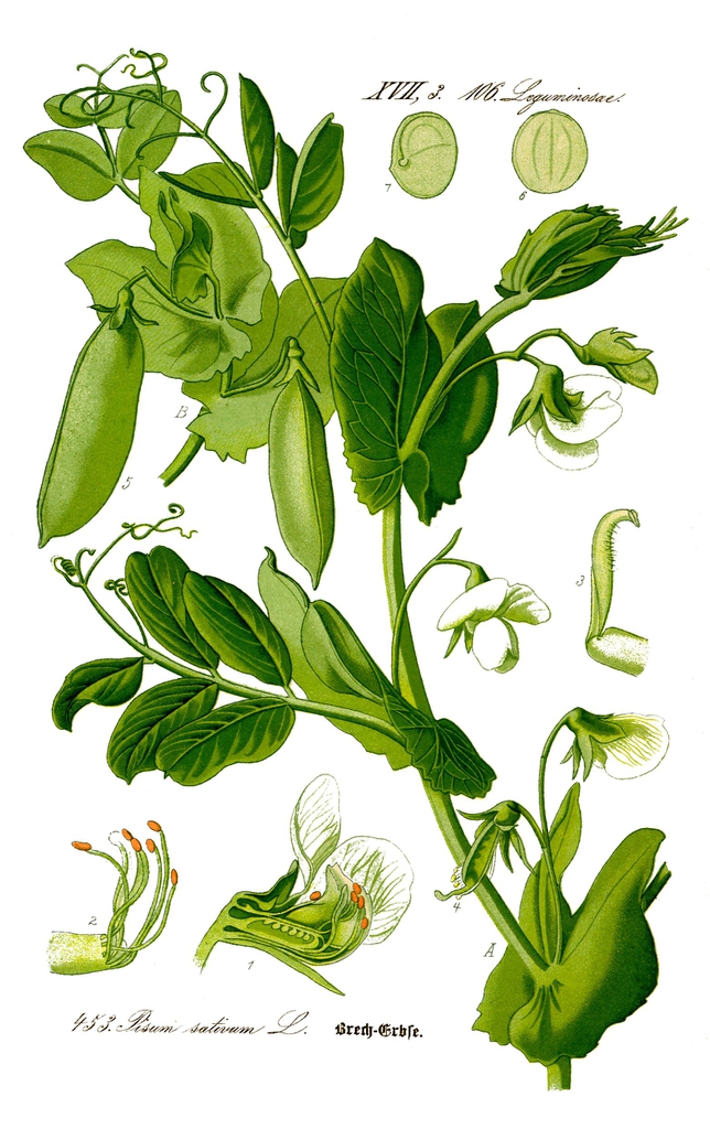 Botanical drawing