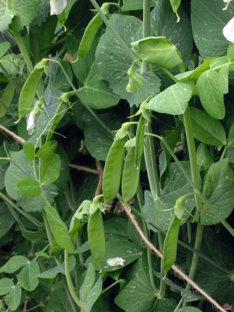 Mature fruit on plant
