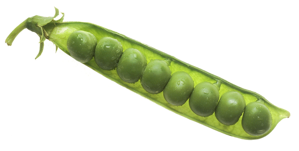 Fruit and seeds