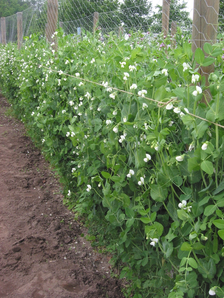 Row of plants in bloom
