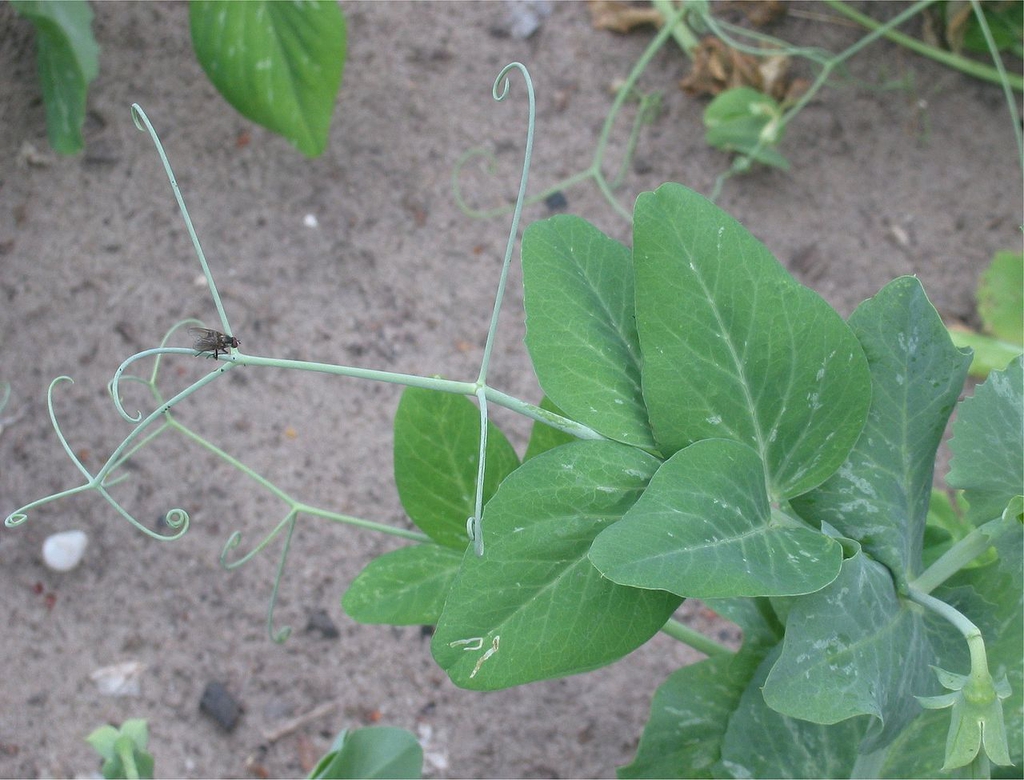 Tendril