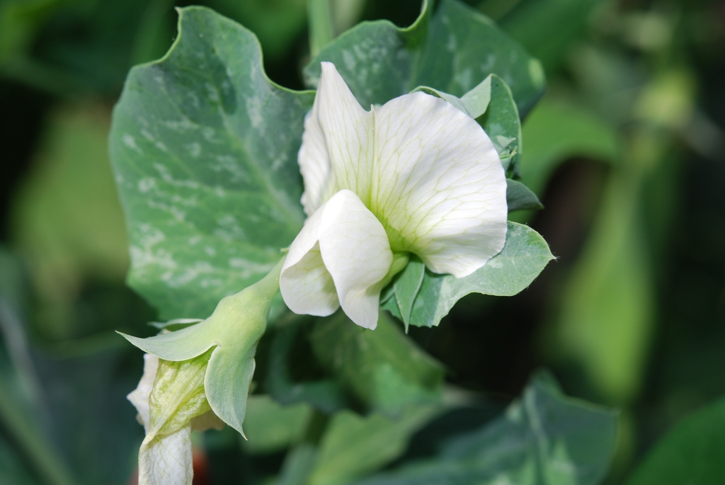 white flower of peas