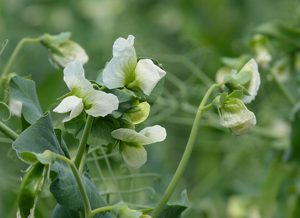 Flowers of peas