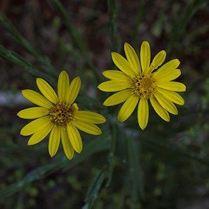 Pityopsis graminifolia
