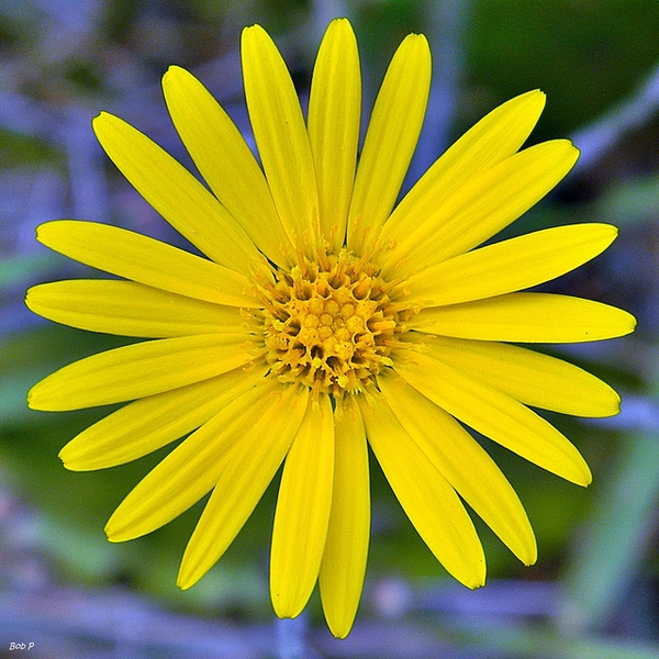 Narrow-leaf Silkgrass