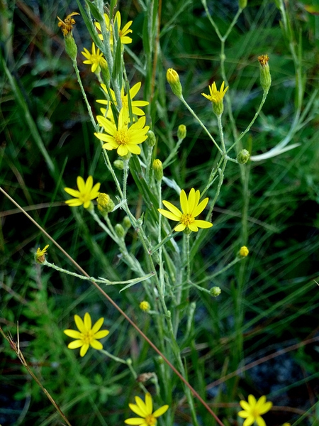 Narrow-leaf Silkgrass