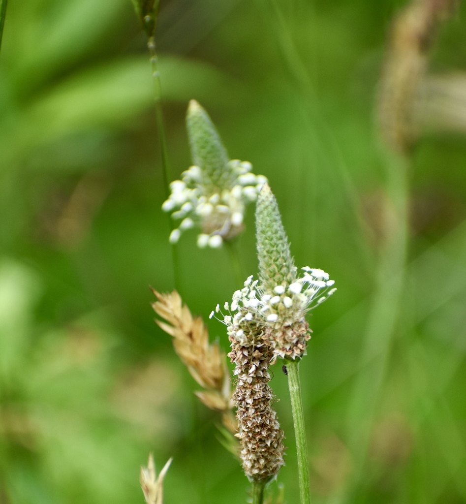 Flower head - June Warren Co., NC