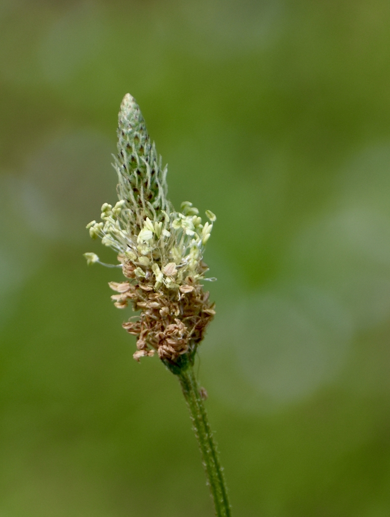 Flower head closeup - June Warren Co., NC