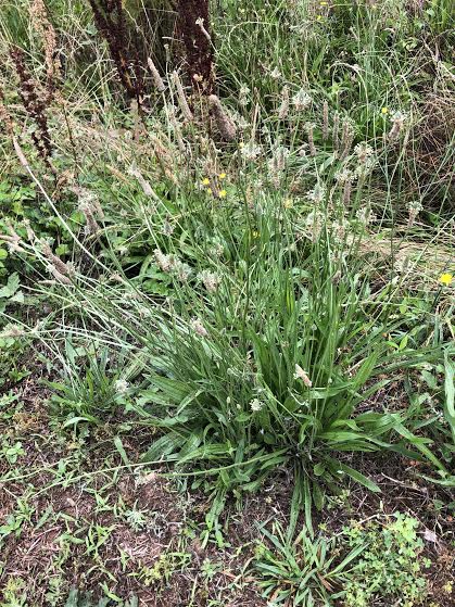 Plantago lanceolata