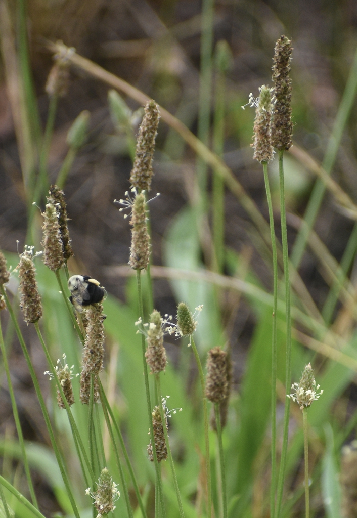 Flowerhead w/Bee - June 26 - Warren Co., NC