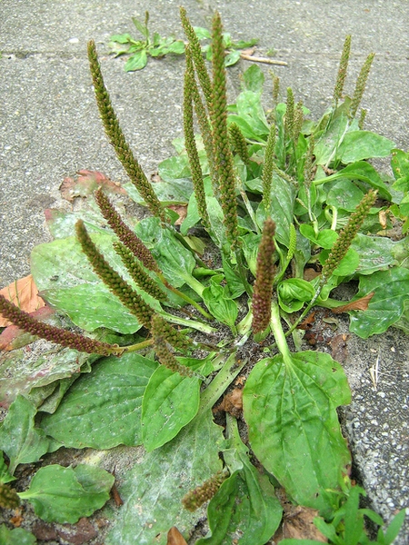 Plantago major