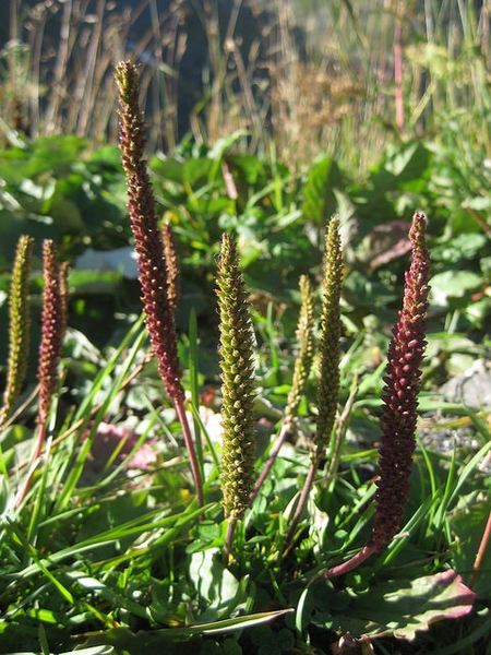 Plantago major