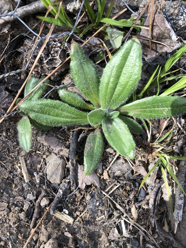 Form