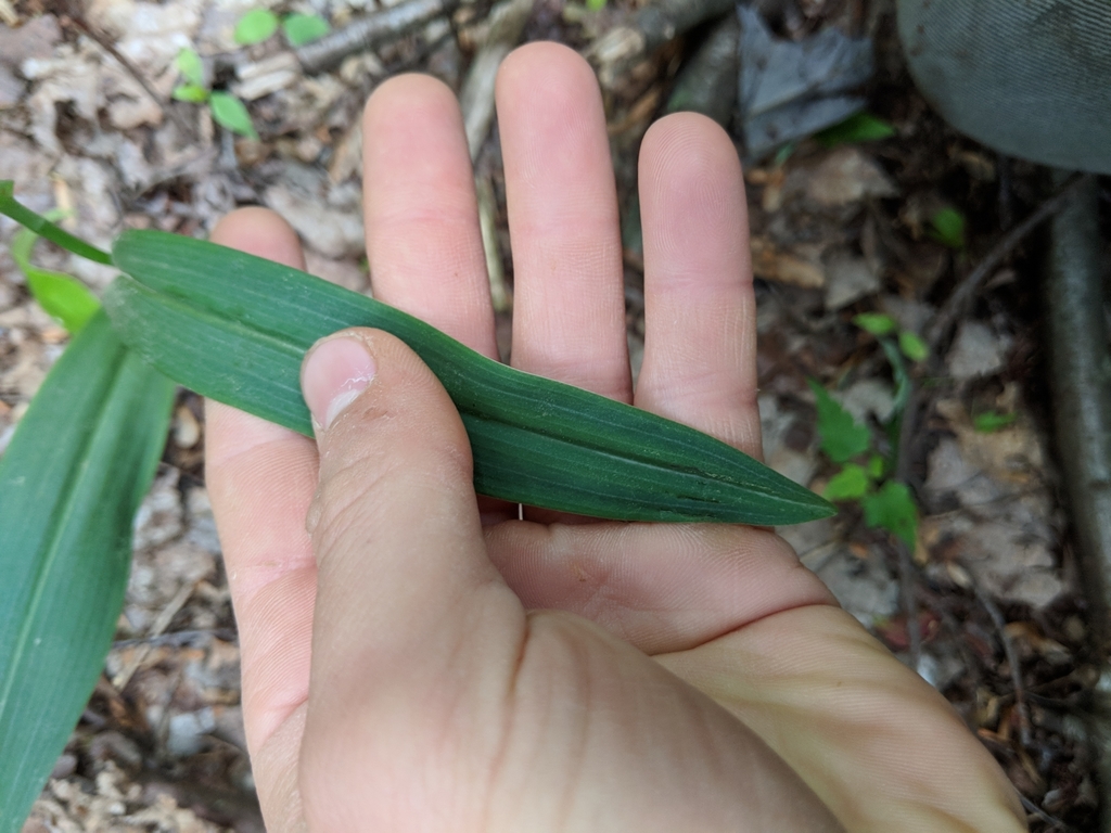 Leaf