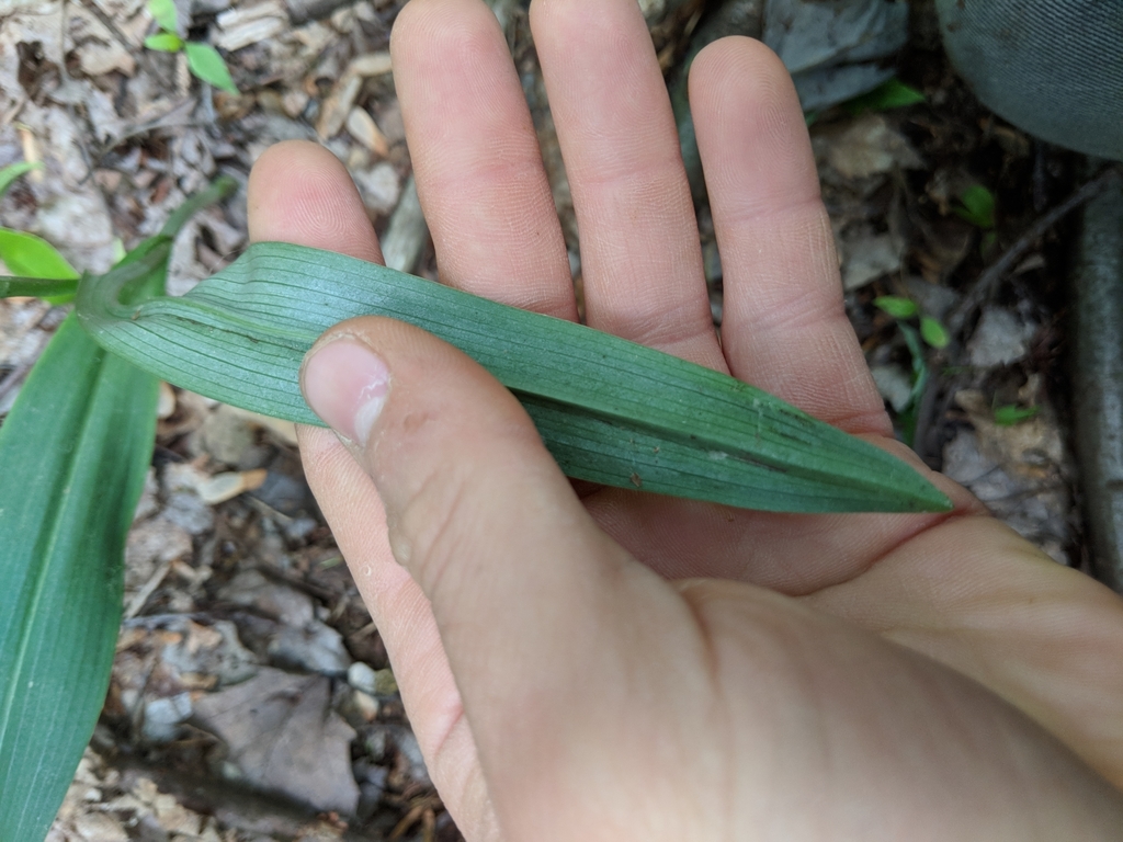 Underside of leaf