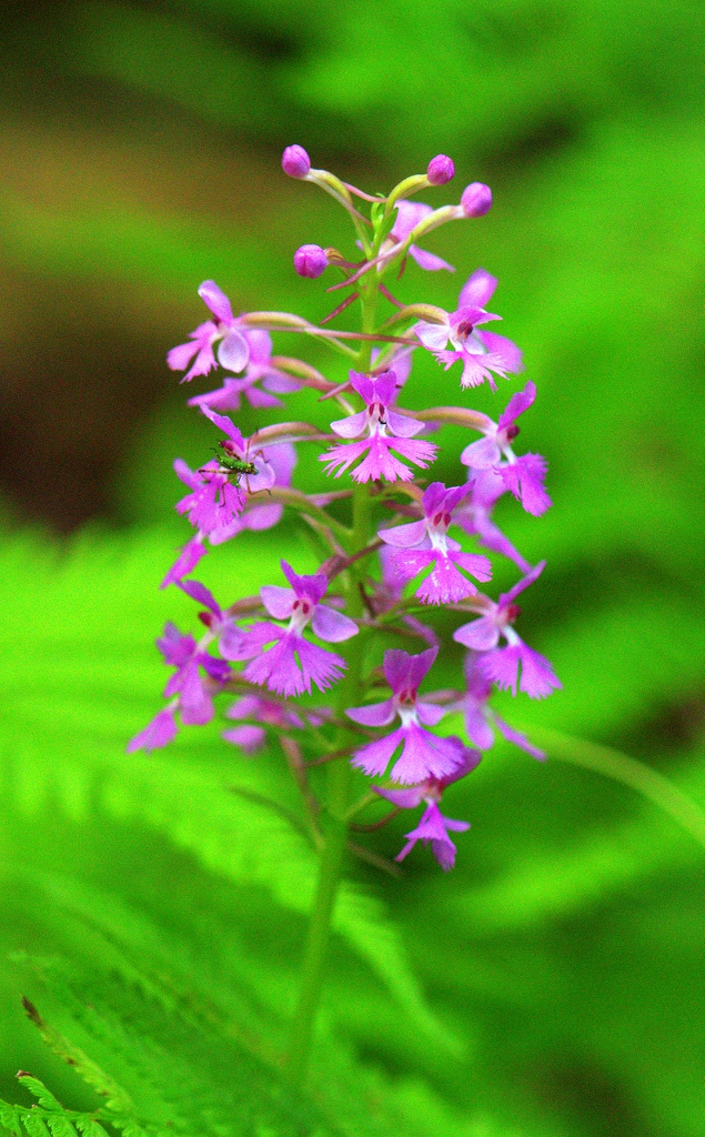 Purple Fringe Orchid