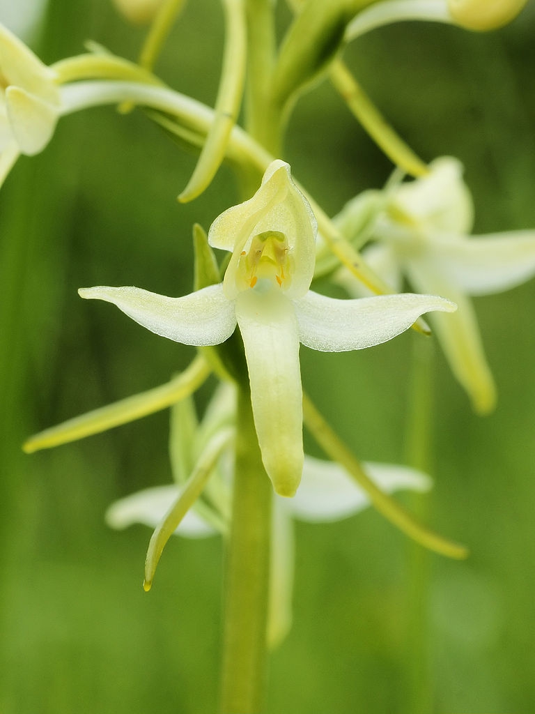 P. bifolia flower