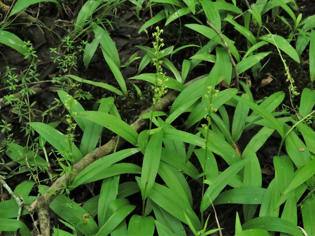Form of var. flava