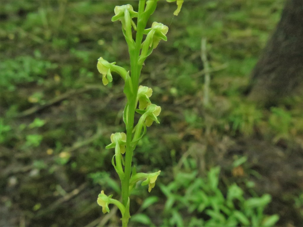 Flowers of var. flava