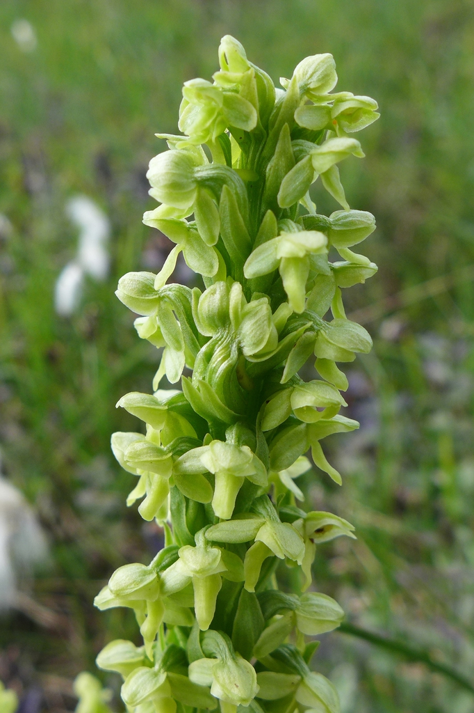Flowers of var. herbiola