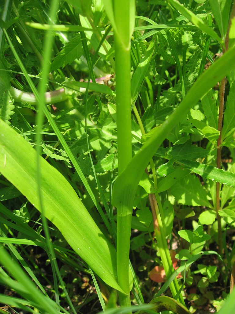 P. hologlittis stem and leaves