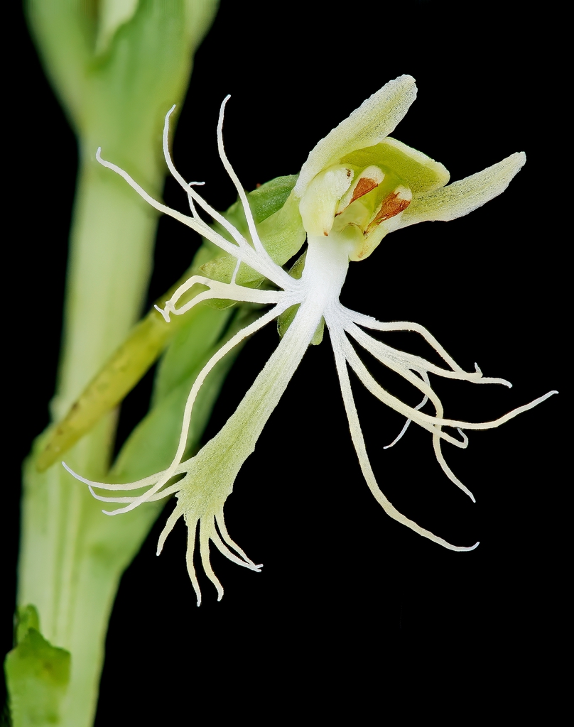 Close up of flower
