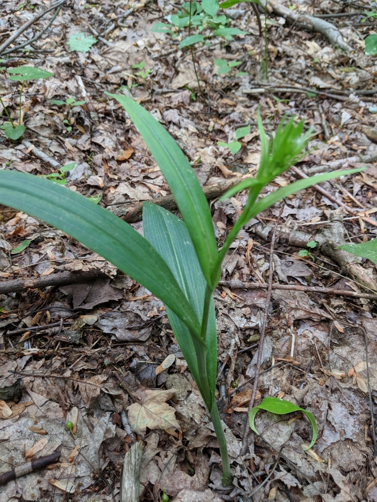 Form
