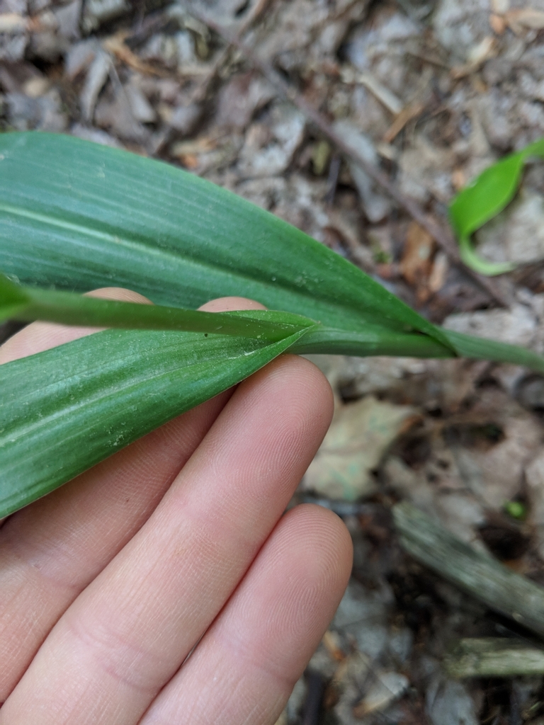 Leaf attachment