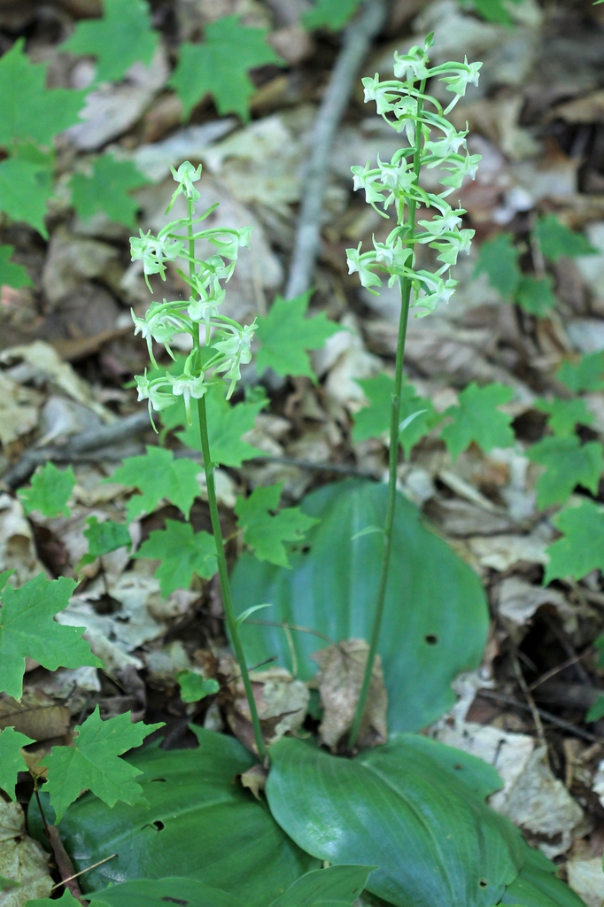 Form