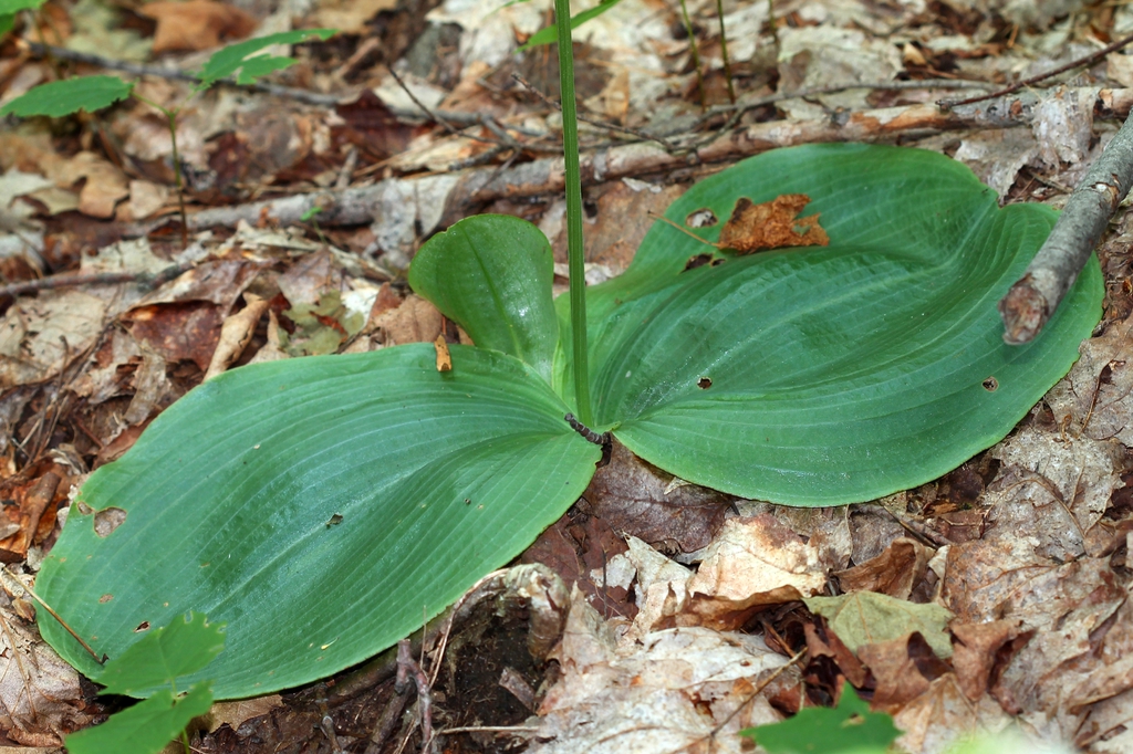 Leaves