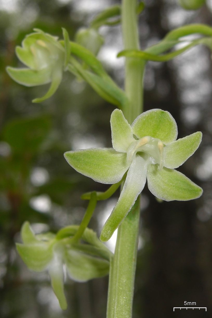 Close up of flower