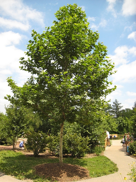 Platanus x acerfolia