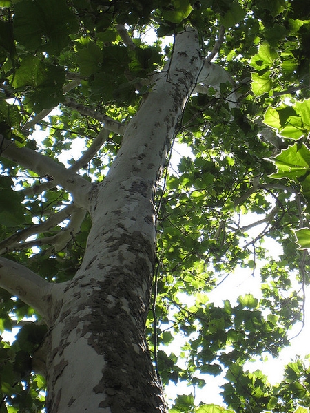 Platanus x acerfolia