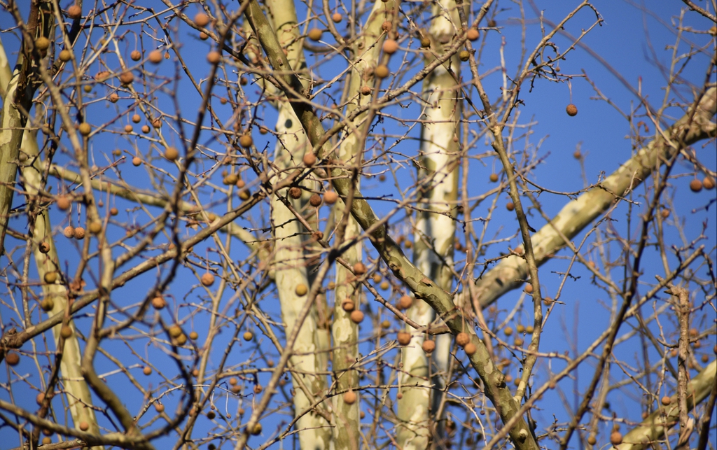 Platanus occidentalis