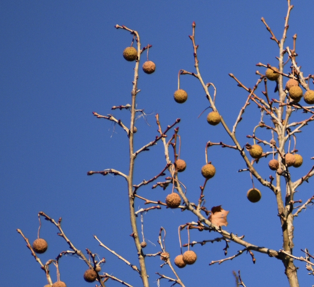 Platanus occidentalis