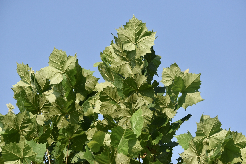 Back of leaves - July - Warren Co., NC