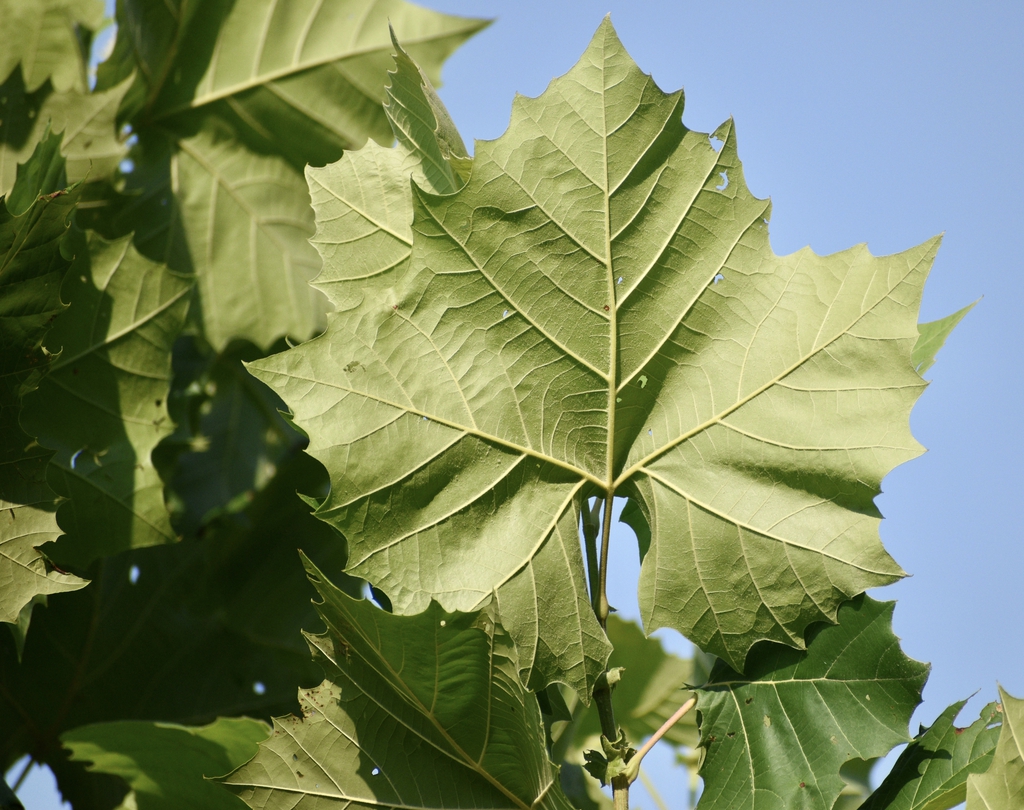 Back of leaf - July - Warren Co., NC