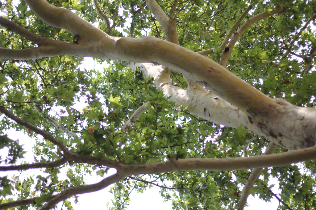 Branches