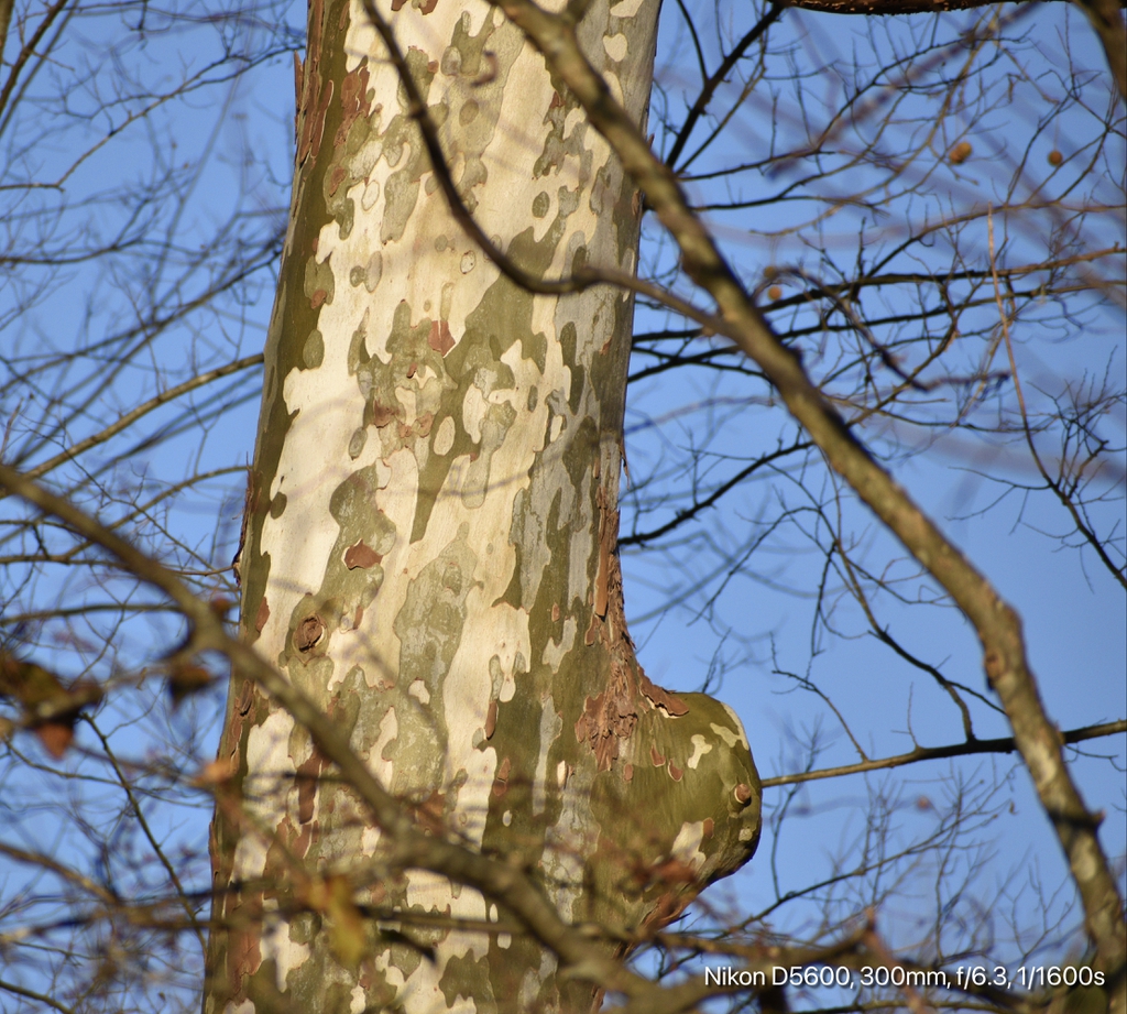 Platanus occidentalis