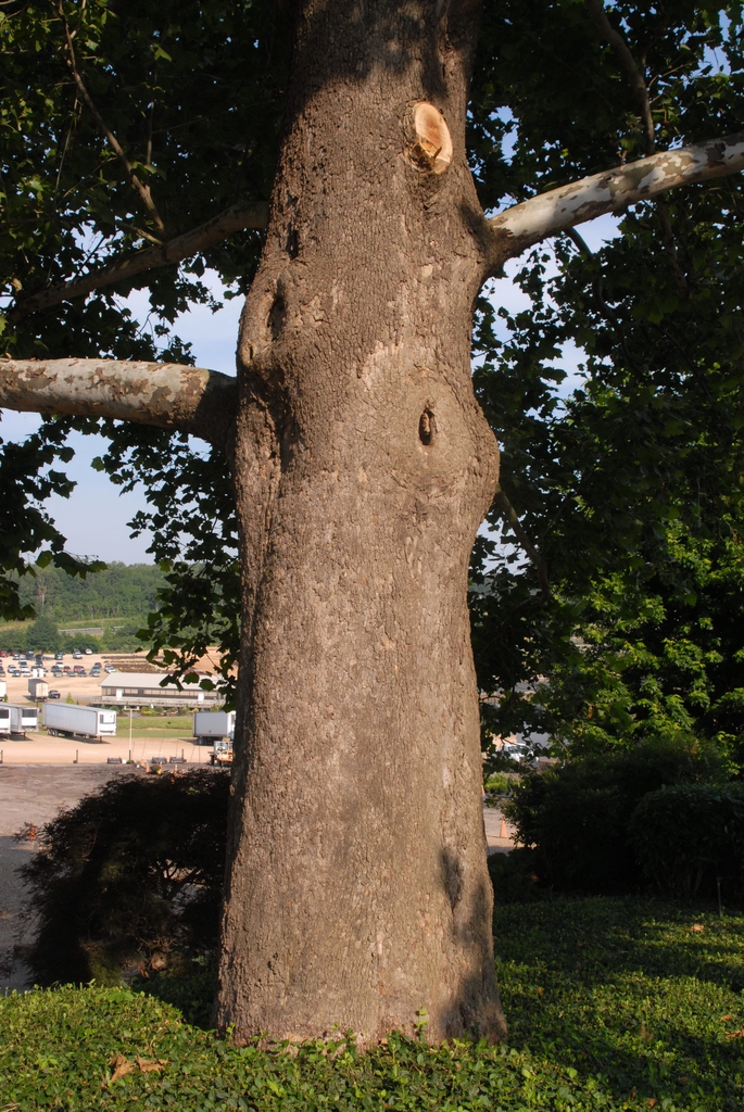 Platanus occidentalis Bark