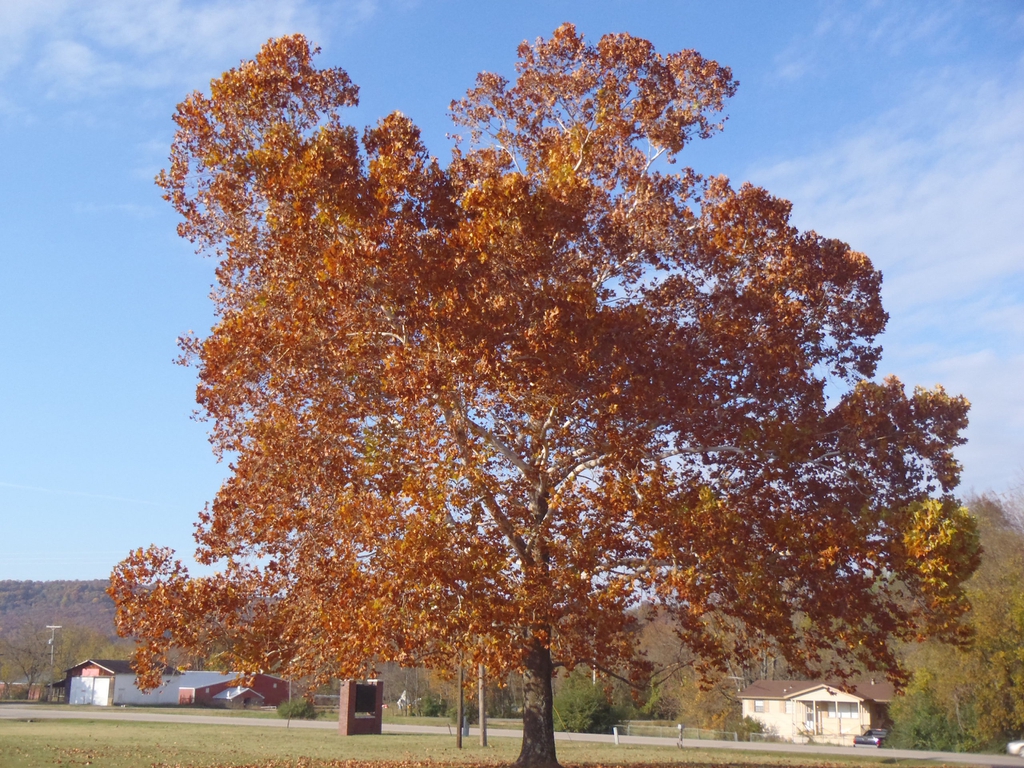 Platanus occidentalis