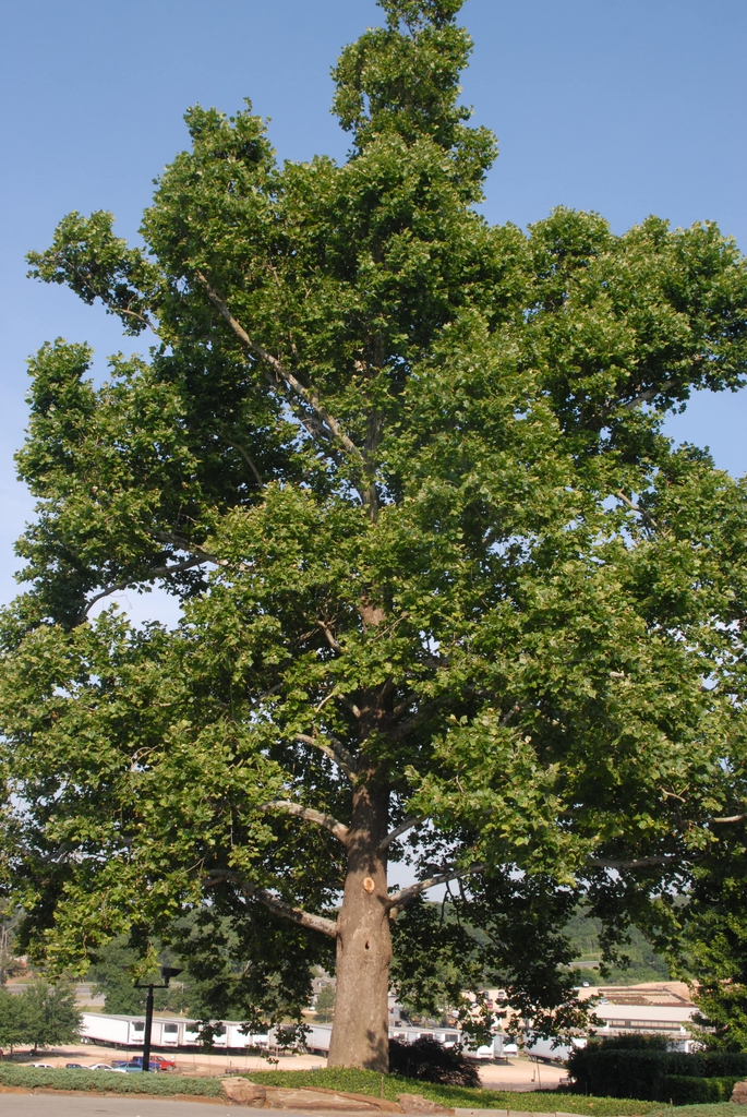 Platanus occidentalis Form