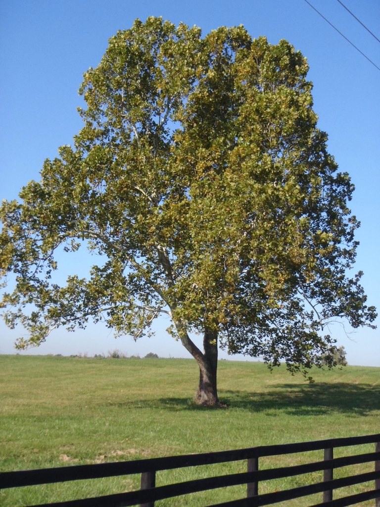 Platanus occidentalis Approaching Fall