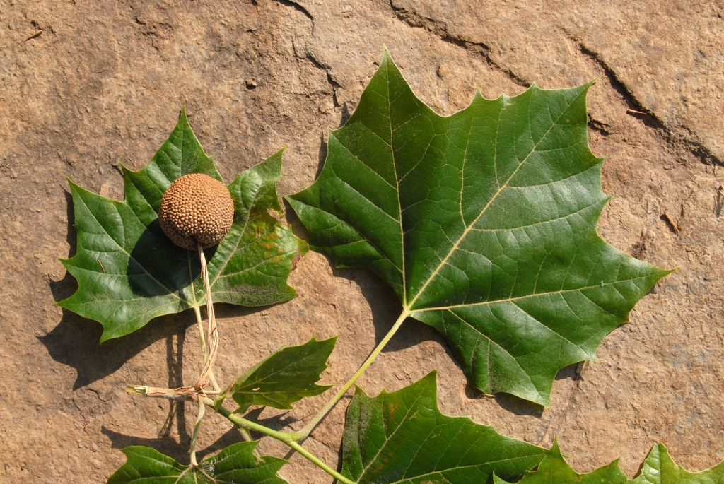 Platanus occidentalis Fruit and Leaves Separated