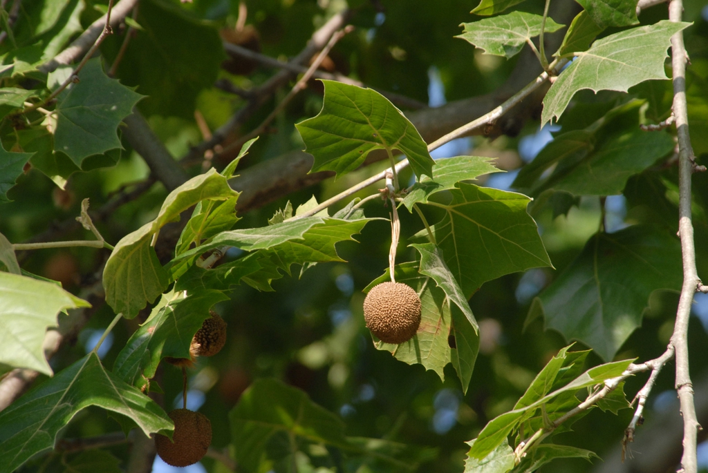 Platanus occidentalis Fruit and Leaves