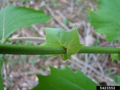 Platanus occidentalis, American Sycamore petiole