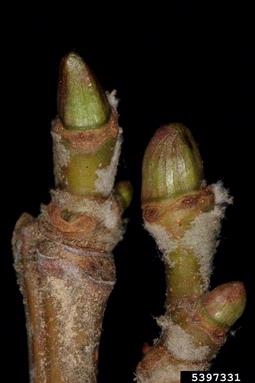 Platanus occidentalis, American Sycamore buds