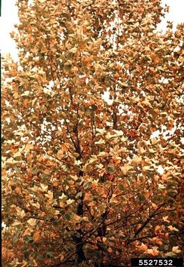 Platanus occidentalis, American Sycamore fall color