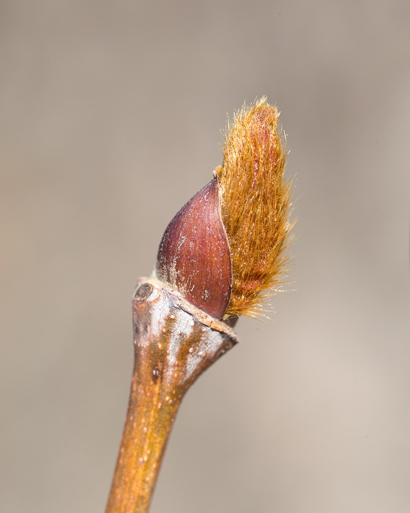 Breaking bud