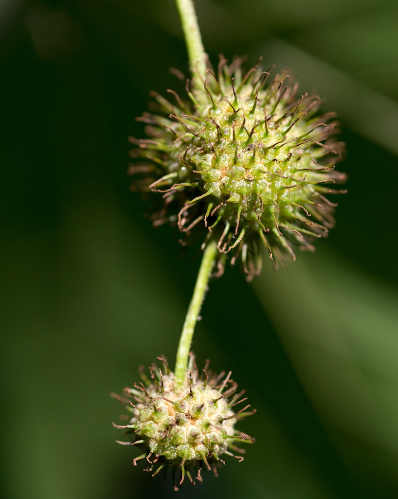 Fruit